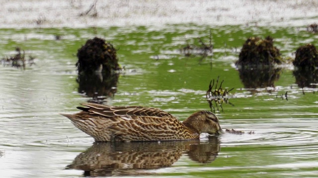 鸟-雌性嘎根尼(抹刀栎)走过沼泽。视频素材