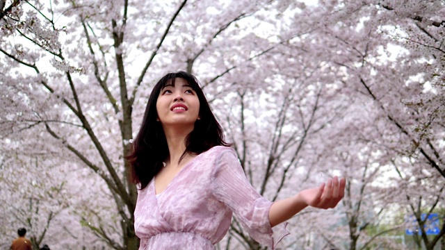 美丽的中国年轻女子站在樱花林中，看着随风飘落的花瓣，超慢的动作。视频下载
