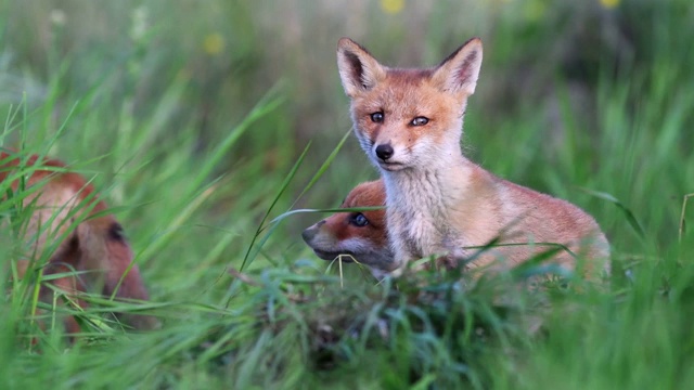红狐幼崽在高高的草丛中玩耍。Vulpes视频下载