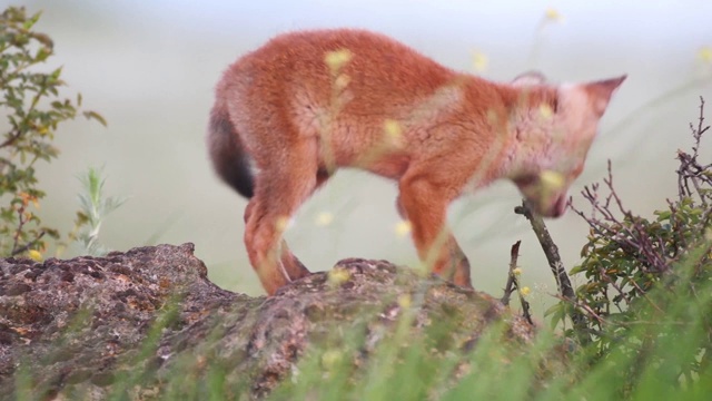 赤狐幼崽坐在一块岩石上，啃着灌木丛。Vulpes视频下载