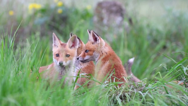 红狐狸幼崽在高高的草丛中玩着羊皮。Vulpes视频下载
