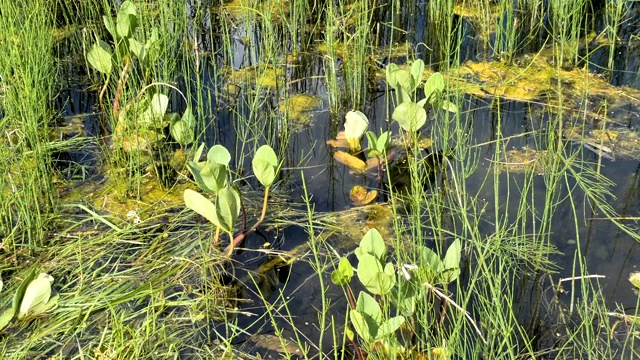 许多草和植物漂浮在水面上视频素材