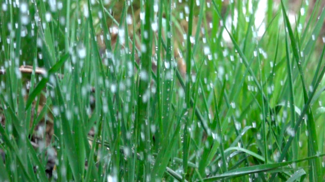 雨滴落在绿色的草地上。水珠滴落，带着清新的绿叶为大自然而活。特写镜头。缓慢的运动。水滴落在绿叶上。关闭了。草地上的水滴。视频素材