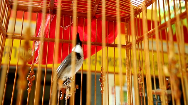 斑点笼鸟，泰国南部一种著名的鸟。视频素材