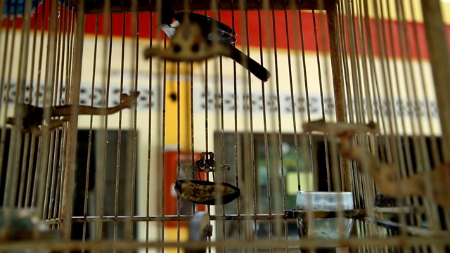 斑点笼鸟，泰国南部一种著名的鸟。视频下载