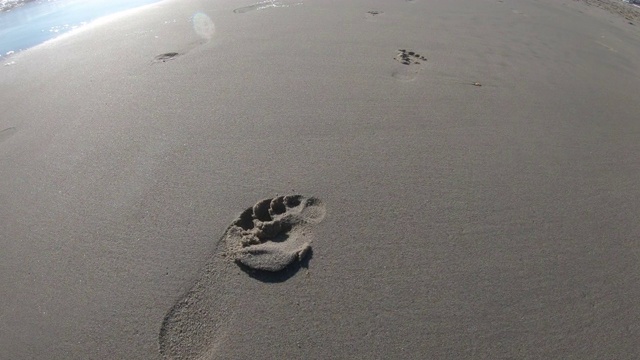 跟着沙滩上沙滩上的脚印视频下载