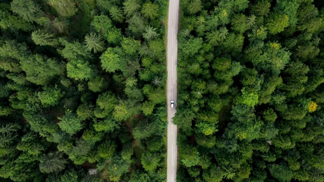 穿越森林的公路旅行视频下载