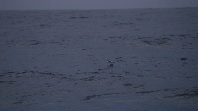 在海上航行的渔船上:海鸥和鸟类视频素材
