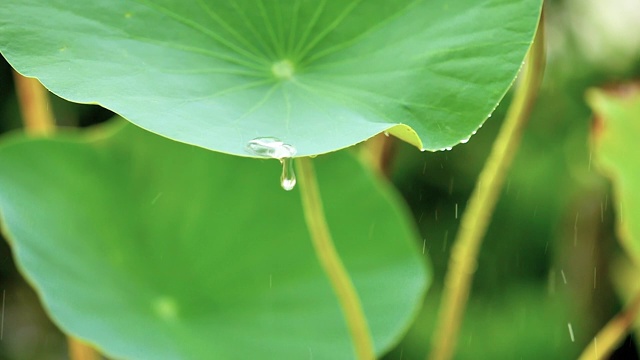 特写雨滴落在大自然鲜绿的荷叶上，雨滴在热带疏水表面的叶子上跳舞滚动，然后雨水从荷叶上流下，超慢的动作镜头。视频素材