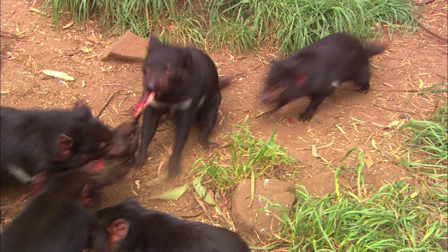 五个袋獾在争夺食物。视频下载
