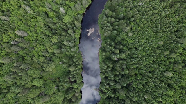 夏季北方自然森林和河流鸟瞰图视频下载