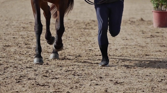 马的腿视频素材