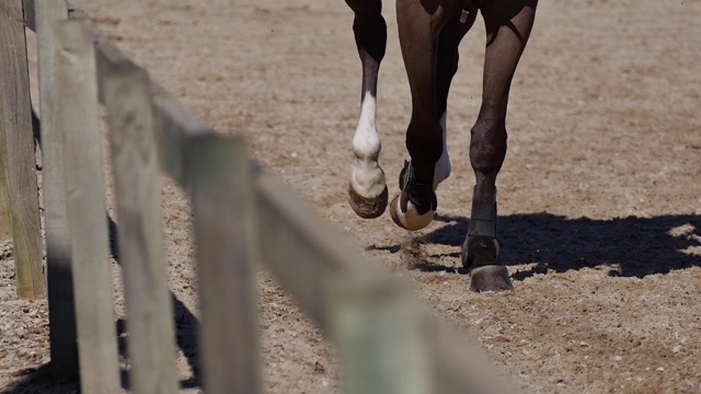 马的腿视频素材