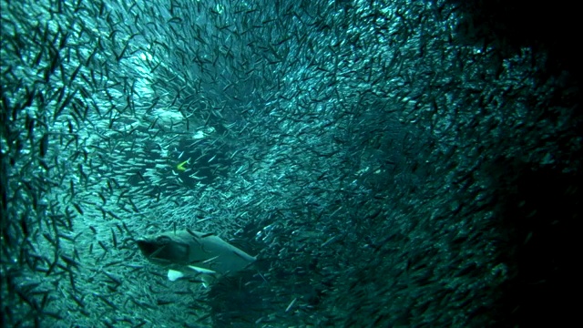 成群的小鱼围着大海鲢游来游去。视频素材