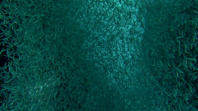 成群的小鱼聚集在礁石上。视频素材
