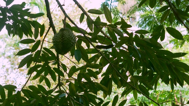 榴莲树上的果实视频素材