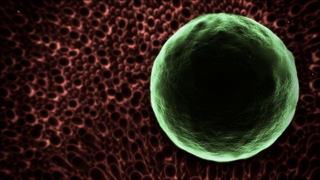 在计算机生成的动画中，肺吸虫卵附着在生物组织上。视频下载