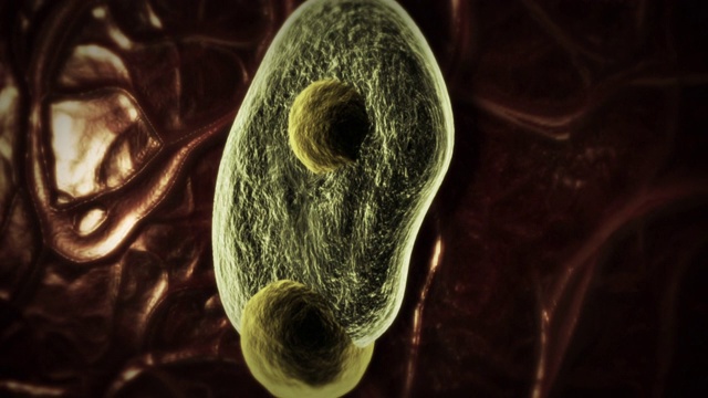 电脑生成的动画演示了药物对寄生虫的作用。视频下载