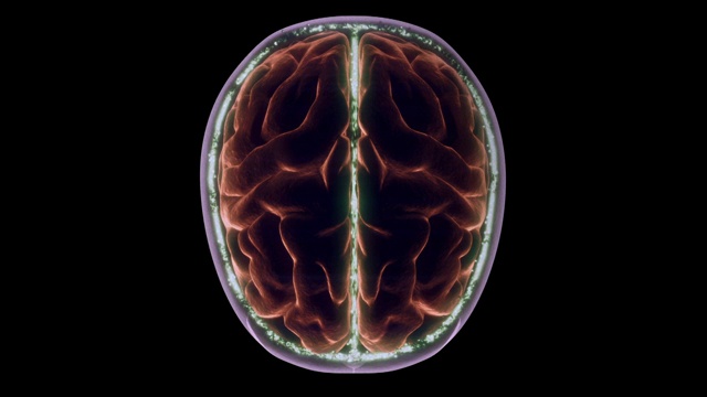 在计算机生成的动画中，脑脊液在大脑周围循环。视频下载