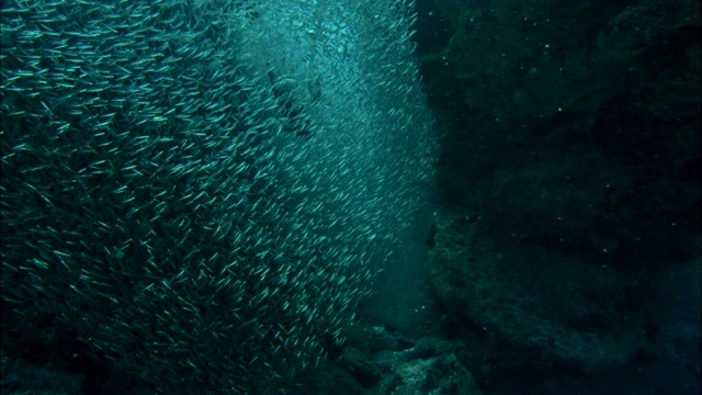成群的小鱼沿着黑暗的暗礁游动。视频下载
