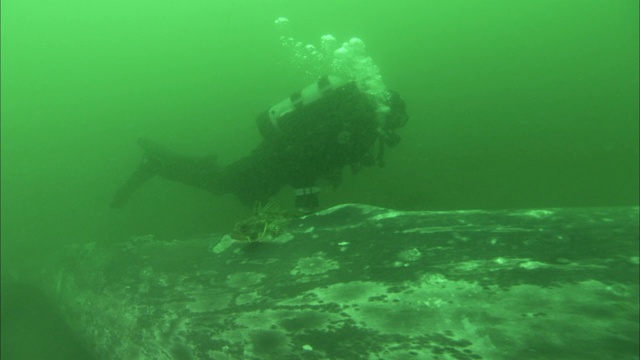 三名潜水员调查一条鱼和鲸鱼。视频素材