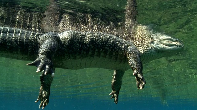 一只鳄鱼漂浮在波光粼粼的水中。视频下载