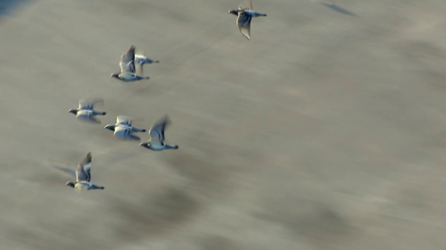 一群鸽子在郊区社区上空飞翔。视频下载
