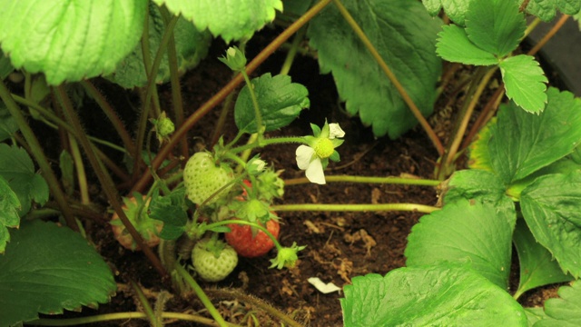 草莓在草莓上成熟。视频下载