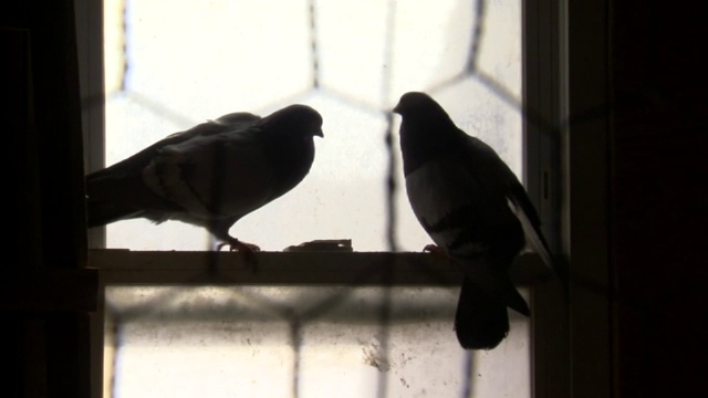 两只鸽子的剪影栖息在窗前。视频下载
