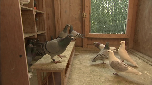 木鸡笼用来饲养鸽子。视频下载
