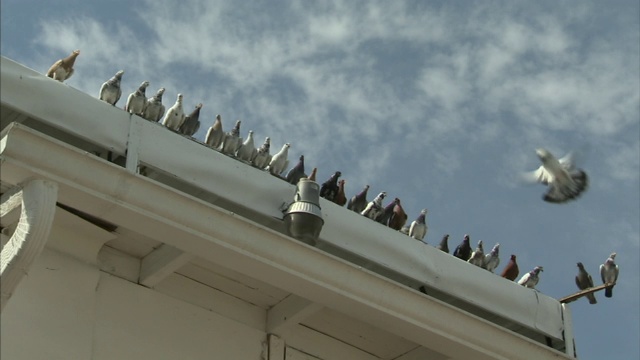 鸽子栖息在建筑物的水沟上。视频下载