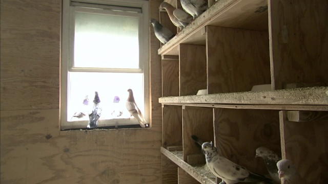 鸽子栖息在木笼的窗台上。视频下载