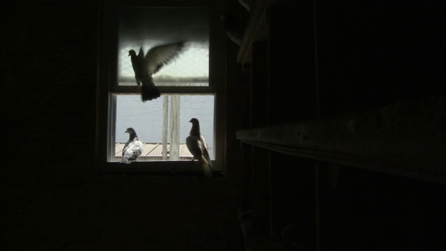 鸽子在笼子里从窗口飞进飞出。视频下载