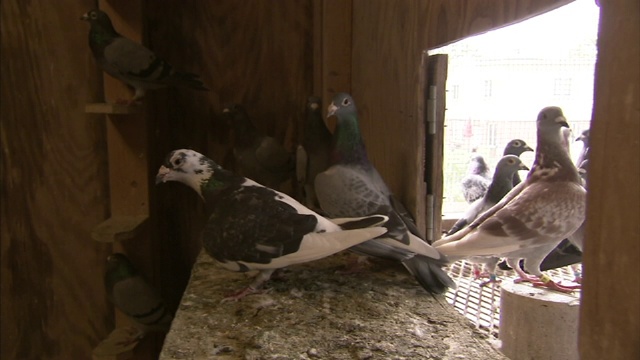 鸽子栖息在鸡笼的窗户附近。视频下载