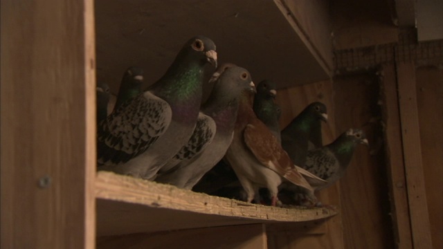 鸽子栖息在鸡笼的木架子上。视频下载