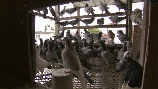 鸽子挤在铁丝鸟笼里。视频下载