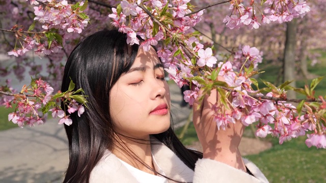 美丽的中国少妇穿着白色的外套捧着粉红色的樱花枝，闭着眼睛享受着微风吹拂着她黑色的长发，美丽的春天，4k，慢镜头。视频下载