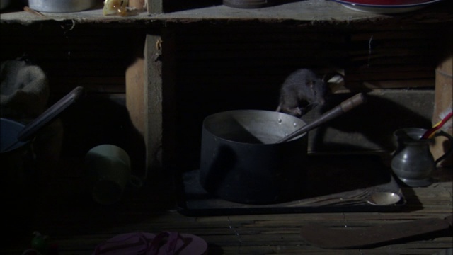 一只老鼠爬在厨房架子上的锅把上。视频素材