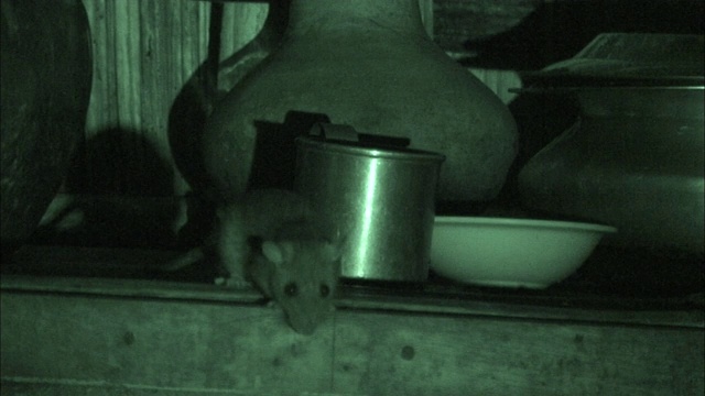 一只老鼠晚上在厨房的架子上嗅来嗅去。视频素材