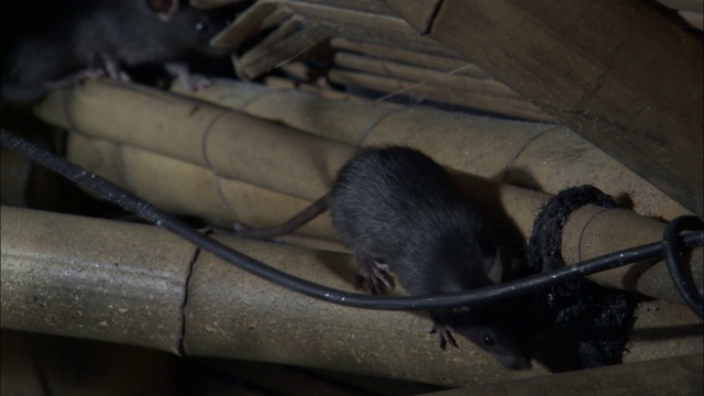 一只老鼠沿着天花板附近的竹子支架爬行。视频素材