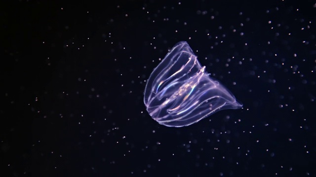 长疣的栉水母(海核桃或海核桃)在水下缓慢移动。视频素材