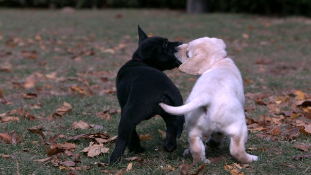 一只黑色的小狗和一只白色的小狗在院子里玩耍。视频下载