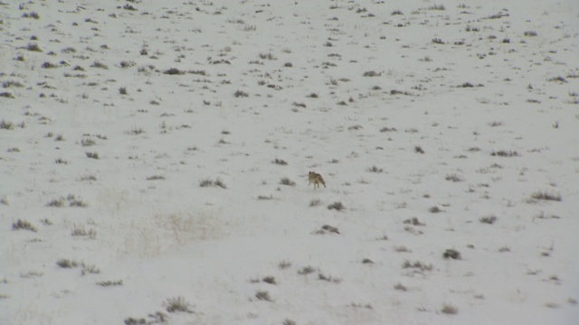 一只土狼在白雪皑皑的平原上疾跑。视频下载