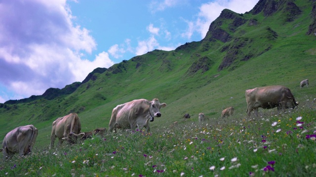夏天的风景与奶牛放牧在新鲜的绿色山上牧场。瑞士阿尔卑斯山脉,欧洲。视频素材