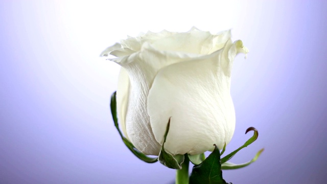 白玫瑰花旋转近的背景。爱的象征。情人节卡片的设计。视频下载
