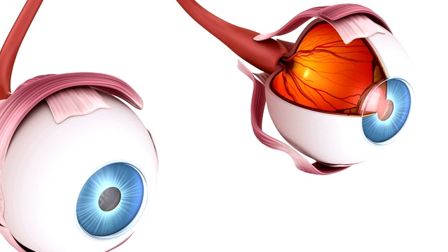 眼部解剖-内部结构，医学上精确的3D动画。视频下载