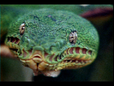 一条祖母绿的蟒蛇凝视着镜头。视频素材
