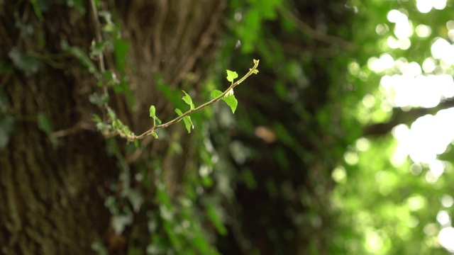 野生森林中树干背景上的年轻常春藤枝视频素材