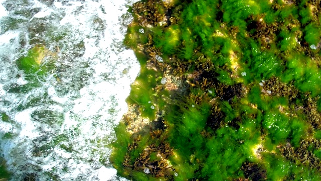 起泡的波浪在透明的水面上翻滚着绿色的海藻视频下载