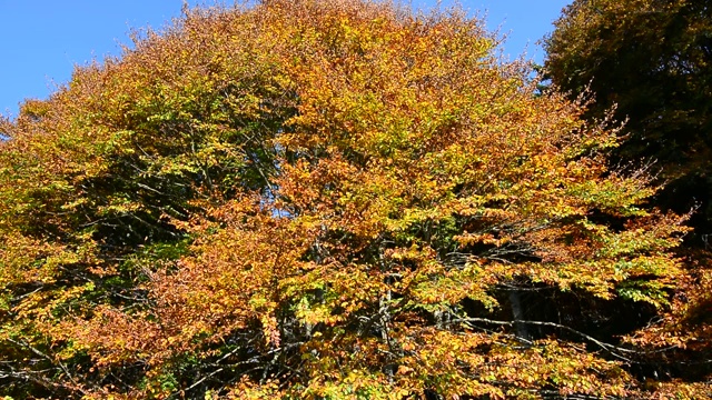 风吹动秋天的树叶视频下载